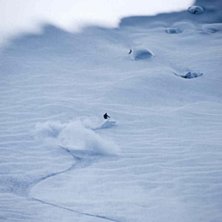 Mange g&ouml;r f&ouml;r sk&auml;l f&ouml;r sin 180+ br&auml;da och &aring;k. Foto: Andreas R&aring;dlund. &Aring;kare: Kortsv&auml;ngsmannen Magnus Olofsson.