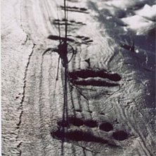 Bj&ouml;rnsp&aring;r i Rapadalens sandbankar.. Foto: johan johansson. &Aring;kare: bj&ouml;rn.