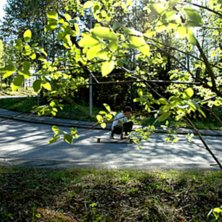 Foto: Tim Forsstr&ouml;m Jacobsson. &Aring;kare: Ted Forsstr&ouml;m Jacobsson.