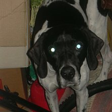 Vampyrhund. Numera utd&ouml;d.. Foto: Magnus Gustafsson. &Aring;kare: Grim.