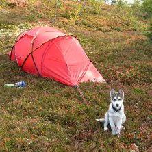 Nij&aacute;ks f&ouml;rsta t&auml;ltnatt n&auml;r han bara var 3 m&aring;n. Foto: Mikael Heljelid. &Aring;kare: Nij&aacute;k.