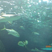 Kom precis hem fr&aring;n teneriffa.... Foto: sebastian fransson.