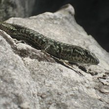 En h&auml;ftig och troligtvis farlig &ouml;dla, som jag va. Foto: Martin Ivarsson. &Aring;kare: &Ouml;dlan.