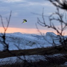Maj 2010. Foto: Filip &Auml;lfv&aring;g http://filipalfvag.com. &Aring;kare: Magnus Gran&eacute;r.