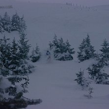 S&aring;g tv&aring; granar att &aring;ka mellan, tog fart och hop. Foto: Kristoffer Martens.