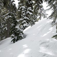 Skjuter ut mig sj&auml;lv bland tr&auml;den i Khyberskogen. Foto: Per Nyberg. &Aring;kare: Emil Rydell.