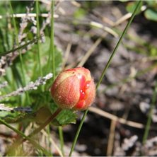 Foto: Ronald Maagdenberg.