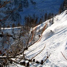 Skogen i La Grave.. Foto: Rich. &Aring;kare: David Kvart.