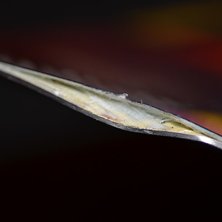 Nu ska vi se h&auml;r, den h&aring;ll nog i tre timmar tror. Foto: Simon Tedenryd.