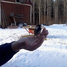 Talltita efter krock med f&ouml;nster. Foto: ian archibald.