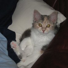 Katten slappar. Foto: Jag. &Aring;kare: Katten Sindy.