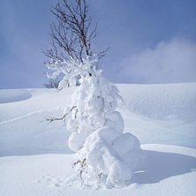 Foto: Amanda Forsman.