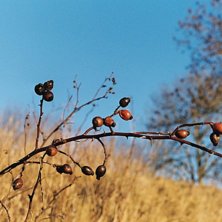 V&aring;ren g&ouml;r sig p&aring;mind en solig dag n&aring;gonstans i. Foto: Niclas Jiseborn.