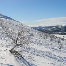 Foto: Fredrik &Aring;kerblom.