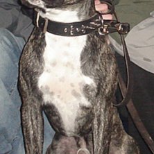 Den cleanaste doggen ever!. Foto: Pakke. &Aring;kare: Chino.