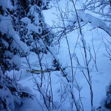 Man f&aring; se upp f&ouml;r fallna slanor under sn&ouml;n, s&aring;. Foto: Mikael Geerberg. &Aring;kare: Daniel Coll&eacute;n.