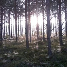 Foto: ian Archibald.