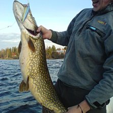 d &auml;r grejjer d d&auml;r. Foto: d&aring;dde. &Aring;kare: big-J.