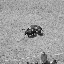 Ko figthing s&auml;songen b&ouml;rjar lagom till att sn&ouml;n. Foto: Andreas Brihem. &Aring;kare: Ko 1 &amp;amp; 21.