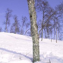 ja denna bild har en speciell historia. men efters. Foto: Jonas Bj&ouml;rk.