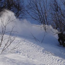 Mellan tr&auml;den &auml;r det alltid b&auml;st.. Foto: Fredrik &Aring;slund. &Aring;kare: Olof Appelblad.