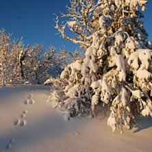 Beautiful snow!. Foto: Tor Erik Westvik.