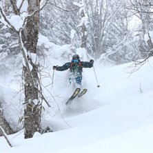 Puder i gles skog med austrliensiska guider.