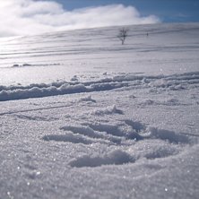 Sn&ouml;. Foto: Annica karlsson.