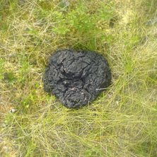 h&aring;rd som sten, bj&ouml;rn!. Foto: me myself. &Aring;kare: bj&ouml;rnen.