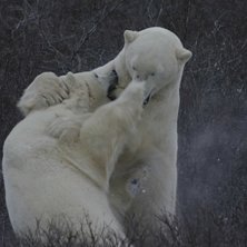 Foto: Fredrik Gustafsson. &Aring;kare: Piff och Puff.