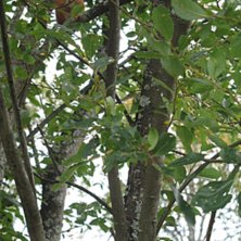 Foto: Martin. &Aring;kare: Ekorren.