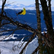 sw cork 5 rev. japan. Foto: Johan St&aring;hlberg. &Aring;kare: Sebastian Persson.