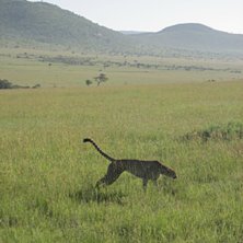 Foto: Jag. &Aring;kare: Geparden.