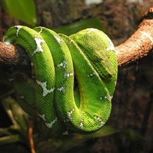 I v&auml;ntan p&aring; sn&ouml;n f&aring;r man hitta andra sp&auml;nnand. Foto: Stina Verterg&aring;rd.