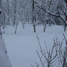 Foto: Niklas Blomstedt.