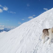 Foto: G&ouml;ran M&aring;nsson. &Aring;kare: Aslan.