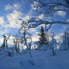 En fin bild p&aring; den nyfallna sn&ouml;n.. Foto: Alexander Ovinder.