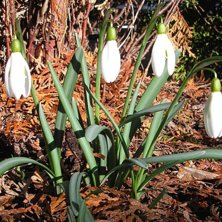nu &auml;r v&aring;ren h&auml;r !!! Snodropparna exploderar fra. Foto: Johanna Broo.