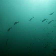 Foto: Lova Ekl&ouml;f.