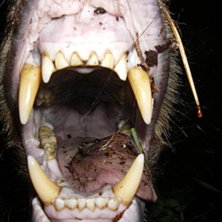 han attackerade fel snubbe den dagen...
PS unders. Foto: Bj&ouml;rn. &Aring;kare: Ocks&aring; bj&ouml;rn, fast en svart en..