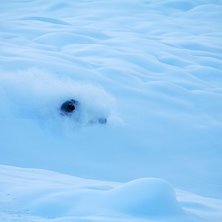 Foto: Joakim Croy. &Aring;kare: Rickard Croy.