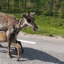 Foto: Felix. &Aring;kare: Reidar och Lill-Runar.
