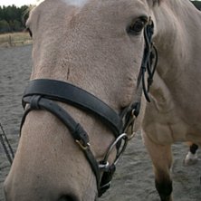 Min gamla krigare Nappe. Foto: Emma g&ouml;rander. &Aring;kare: Golden Napoli.