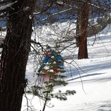 woodywoody. Foto: Martin Wikstr&ouml;m. &Aring;kare: Adam Jonsson.
