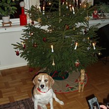 Ronja, kl&auml;dd i enlighet med juletid.. Foto: Anders Land&eacute;n. &Aring;kare: Santas little helper (Ronja).