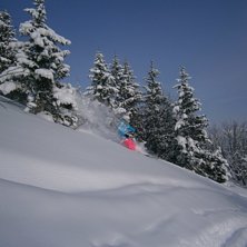 Skog.. Foto: Erik H&aring;kman. &Aring;kare: Ellen H&aring;kman.
