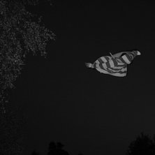 Cork 5. Foto: Erik. &Aring;kare: jeppe.