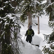 Ute och leker bland skutten bortanf&ouml;r r&aring;g&aring;ngsr�. Foto: Hanna Olofsson. &Aring;kare: Robert Jarlen&auml;s.