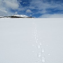 Foto: Johan Sk&ouml;ld.