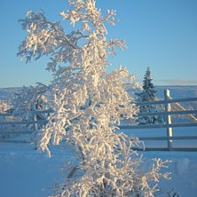 Foto: Robin Berntsson.